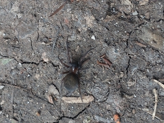 Metaltella