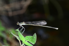 Pseudocopera ciliata