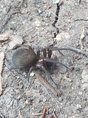 Metaltella