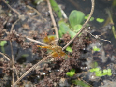 Brachythemis contaminata