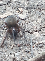 Metaltella