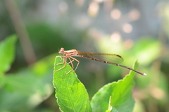 Pseudocopera ciliata