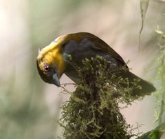 Chlorospingus flavigularis