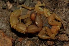 Parabuthus planicauda