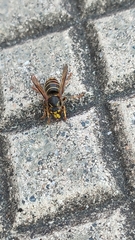 Dolichovespula media