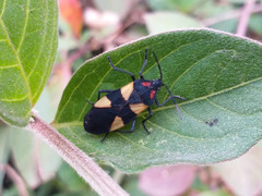 Oncopeltus orourkeae