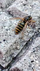 Dolichovespula media