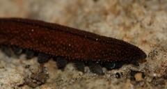 Peripatopsis lawrencei