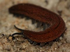 Peripatopsis lawrencei