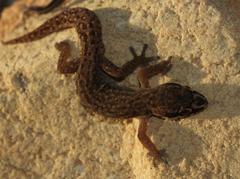 Pachydactylus geitje