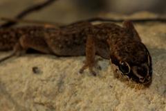 Pachydactylus geitje
