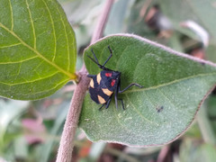 Oncopeltus orourkeae