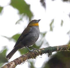 Chlorospingus flavigularis