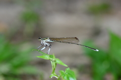 Pseudocopera ciliata