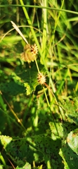 Carex lepidocarpa