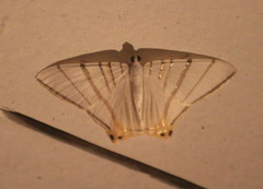 Phrygionis platinata