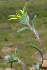 Gorteria piloselloides