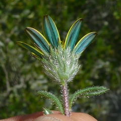 Gorteria piloselloides