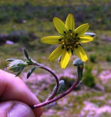 Gorteria piloselloides