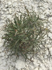 Lepidium meyeri