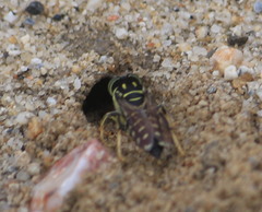 Stictia