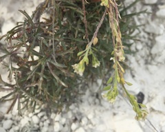 Lepidium meyeri