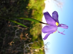 Moraea bipartita