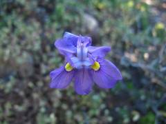 Moraea bipartita