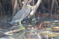 Butorides virescens image