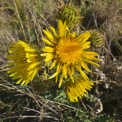 Berkheya multijuga