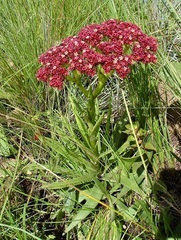 Crassula alba parvisepala
