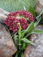 Crassula alba parvisepala