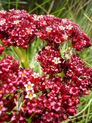 Crassula alba parvisepala