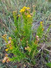 Limbarda crithmoides longifolia