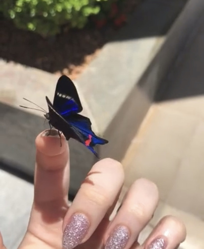 Rhetus periander arthuriana