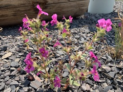 Diplacus cusickioides