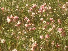 Crinum campanulatum