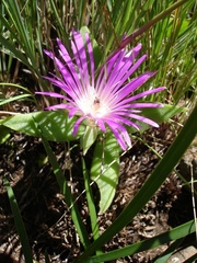Delosperma sutherlandii