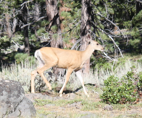 iNaturalist observation photo of Mule Deer