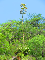 Agave scaposa