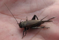 Gryllus integer