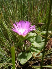 Delosperma sutherlandii