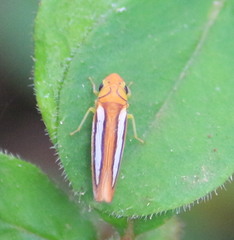 Graphocephala lucasii