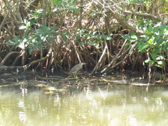 Butorides virescens image