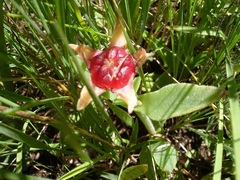 Delosperma sutherlandii