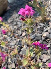 Diplacus cusickioides