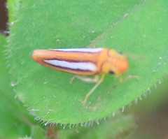 Graphocephala lucasii