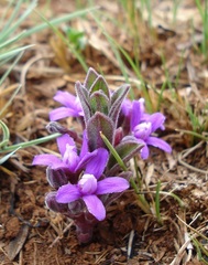 Raphionacme hirsuta