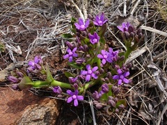 Raphionacme hirsuta
