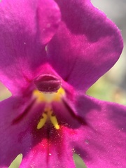 Diplacus cusickioides